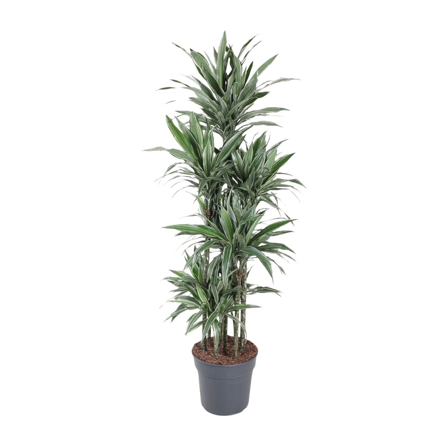 Dracaena Warneckei Carrousel - 180 cm - ø34