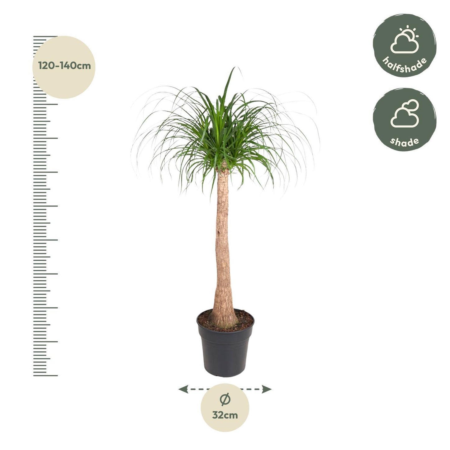 Beaucarnea Stam - 130 cm hoch - Topfgröße Ø32 cm - Elefantenfuß für modernes Raumdesign