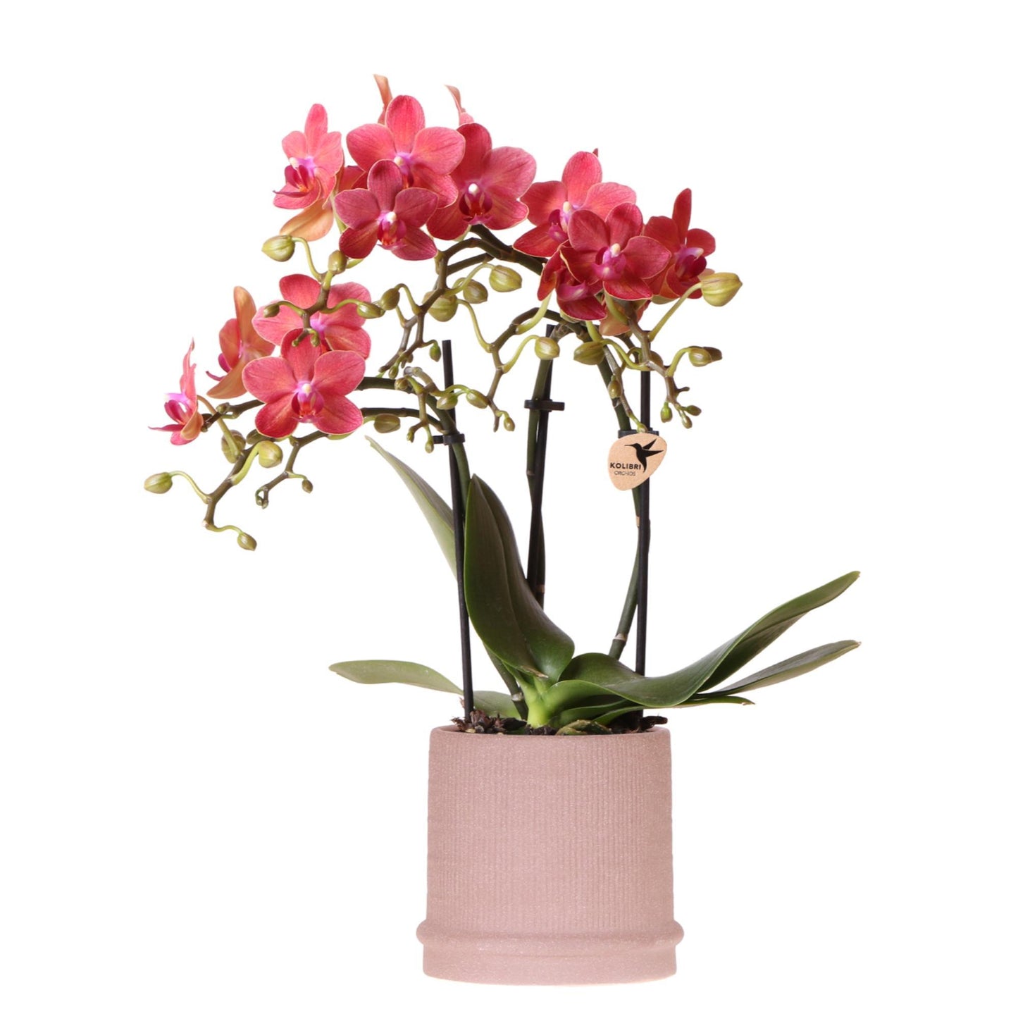 Kolibri Orchids | Rote Orchidee Congo + Bali Zierpot Sand - Topfgröße Ø9cm | blühende Zimmerpflanze - frisch vom Züchter