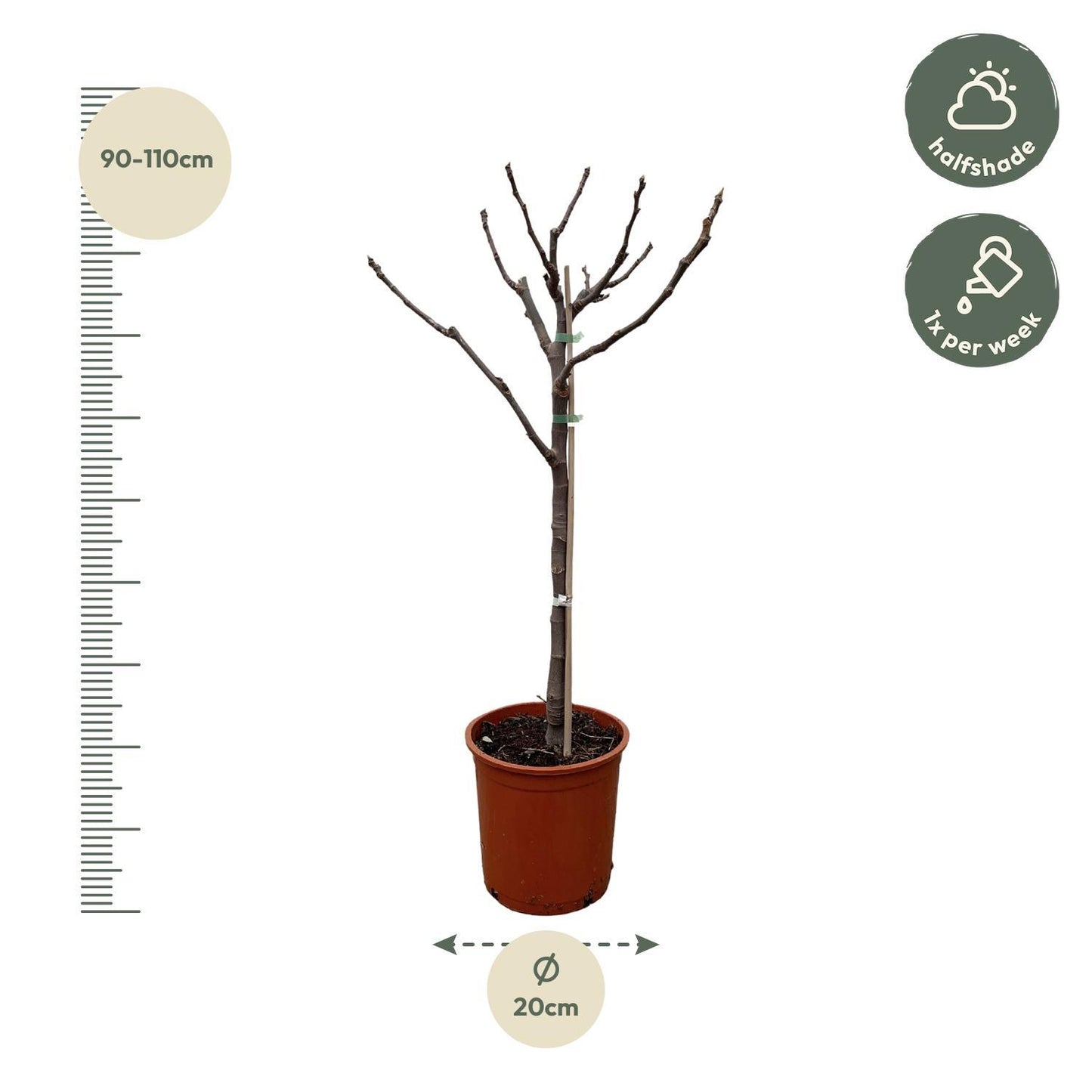 Ficus Carica am Stamm - Feigenbaum - Höhe: 100 cm  - Ø20 cm - Zimmerpflanze & Gartenpflanze