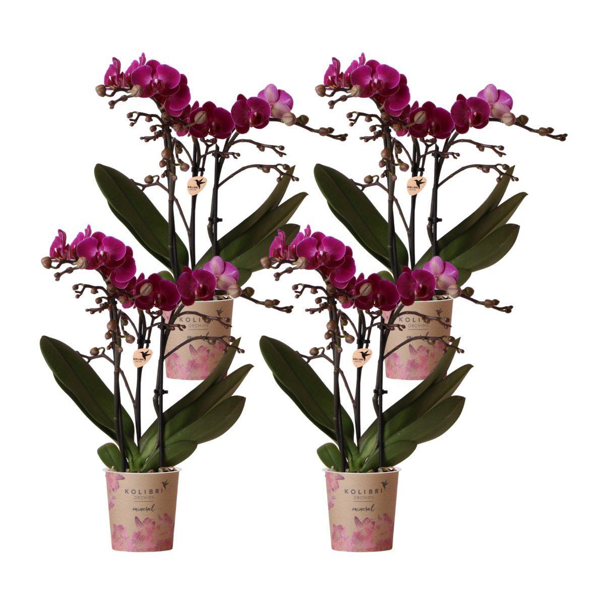 Kolibri Orchids | COMBI DEAL van 4 paarse phalaenopsis orchideeën - Morelia - potmaat Ø9cm | bloeiende kamerplant - vers van de kweker