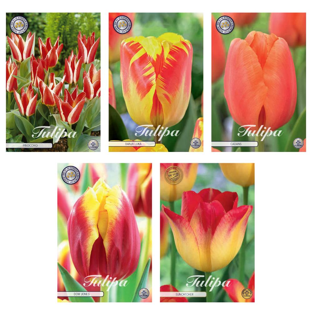 Tulpen Blumenzwiebeln Mix - 5 Sorten, 44 Zwiebeln - Greigii & Triumph Tulpen