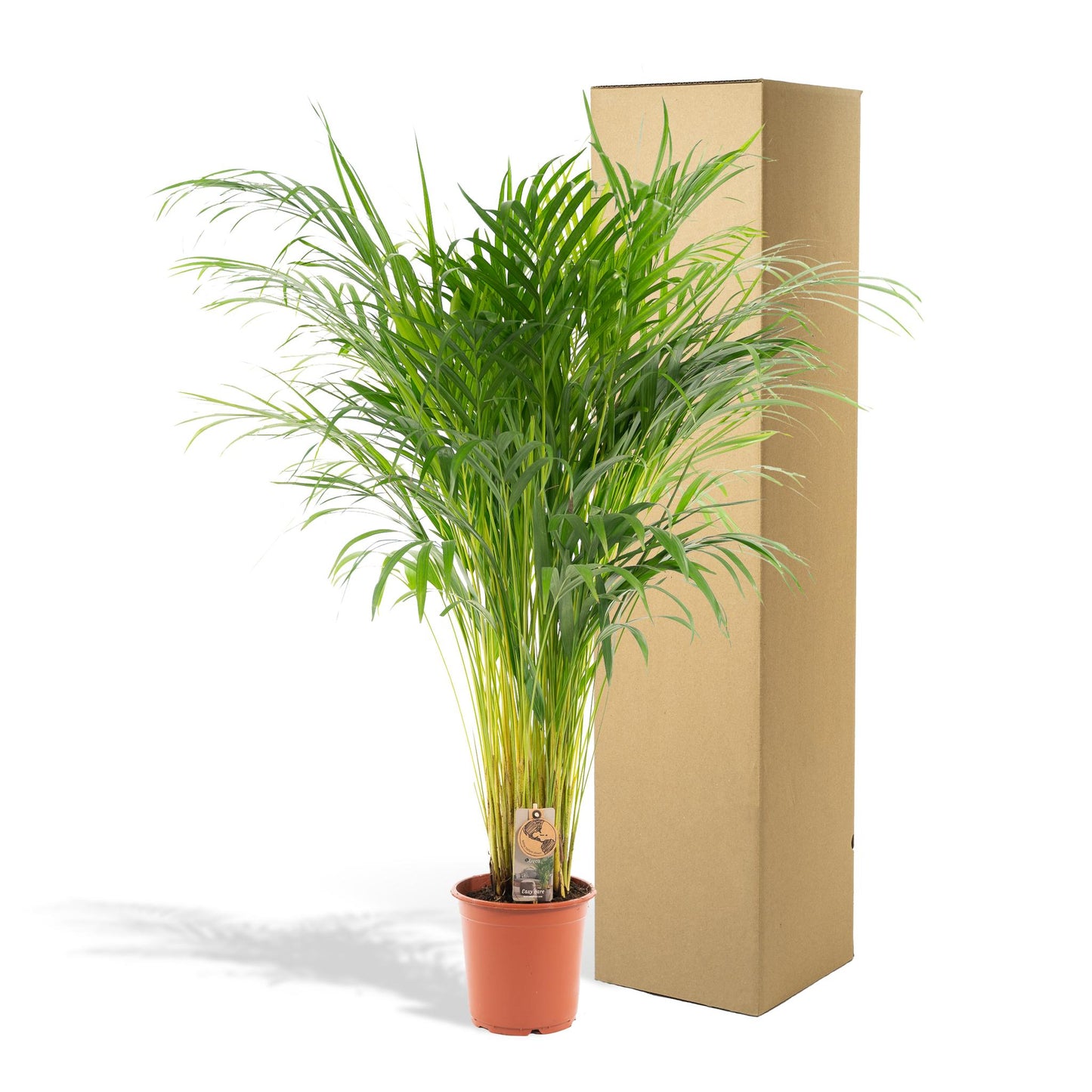 Areca-Palme - Ø21cm - ↕110cm