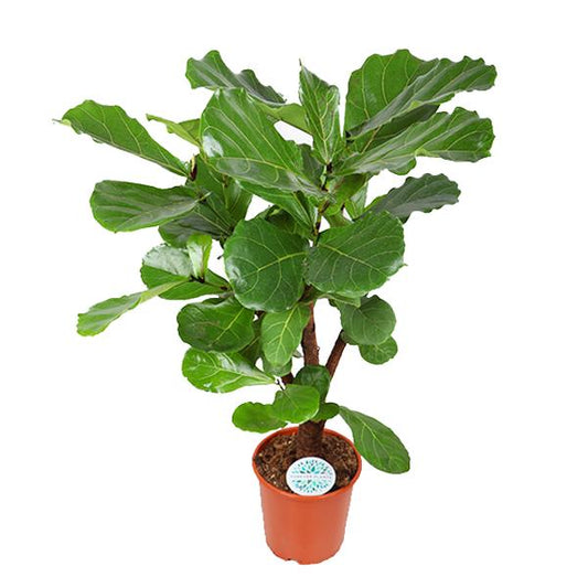 Ficus lyrata (verzweigt) - Ø24cm - ↕110cm