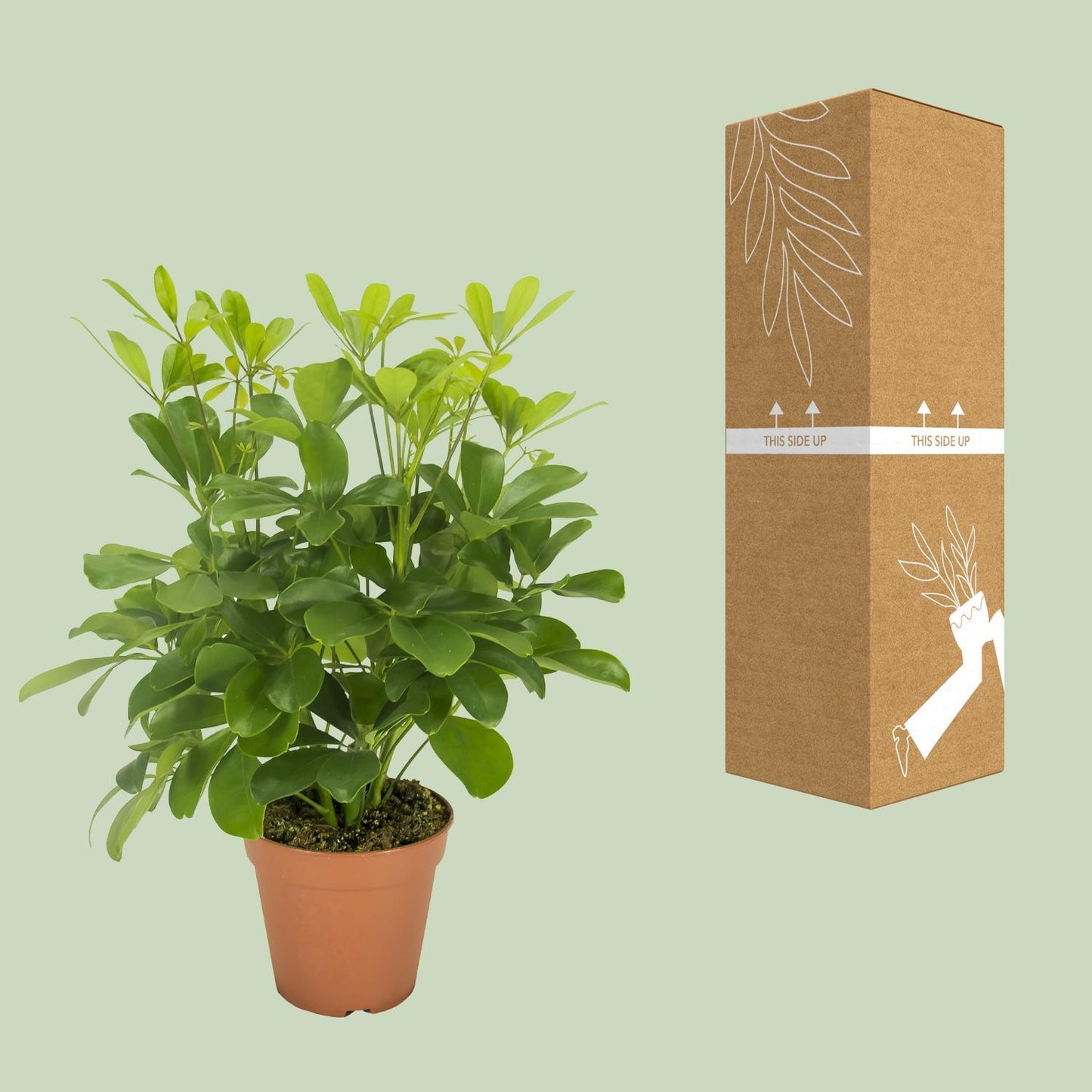 Schefflera Nora - Ø13cm - ↕35cm