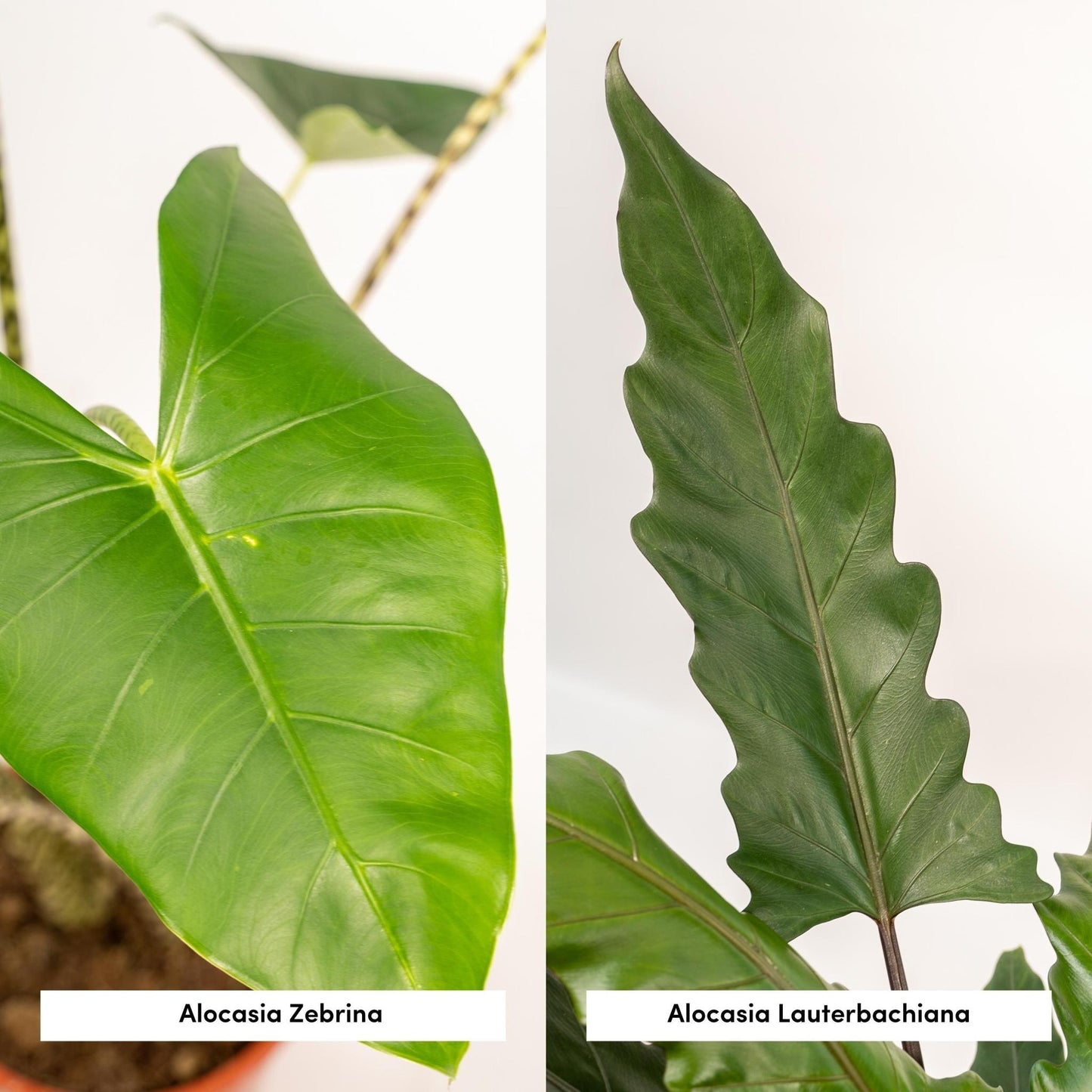 Alocasia Zebrina - Ø19cm - ↕75cm + Alocasia Lauterbachiana - Ø19cm - ↕75cm