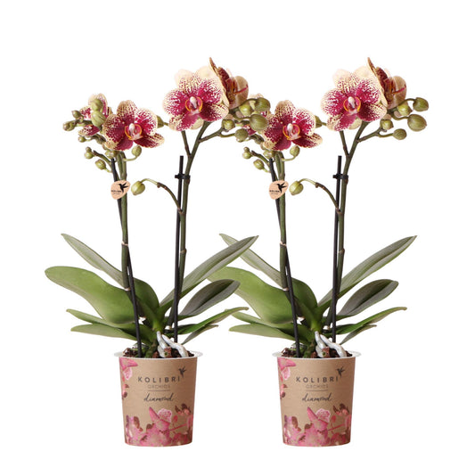 Kolibri Orchids | COMBI DEAL von 2 gelben roten Phalaenopsis-Orchideen - Spanien - Topfgröße Ø9cm | blühende Zimmerpflanze - frisch vom Züchter