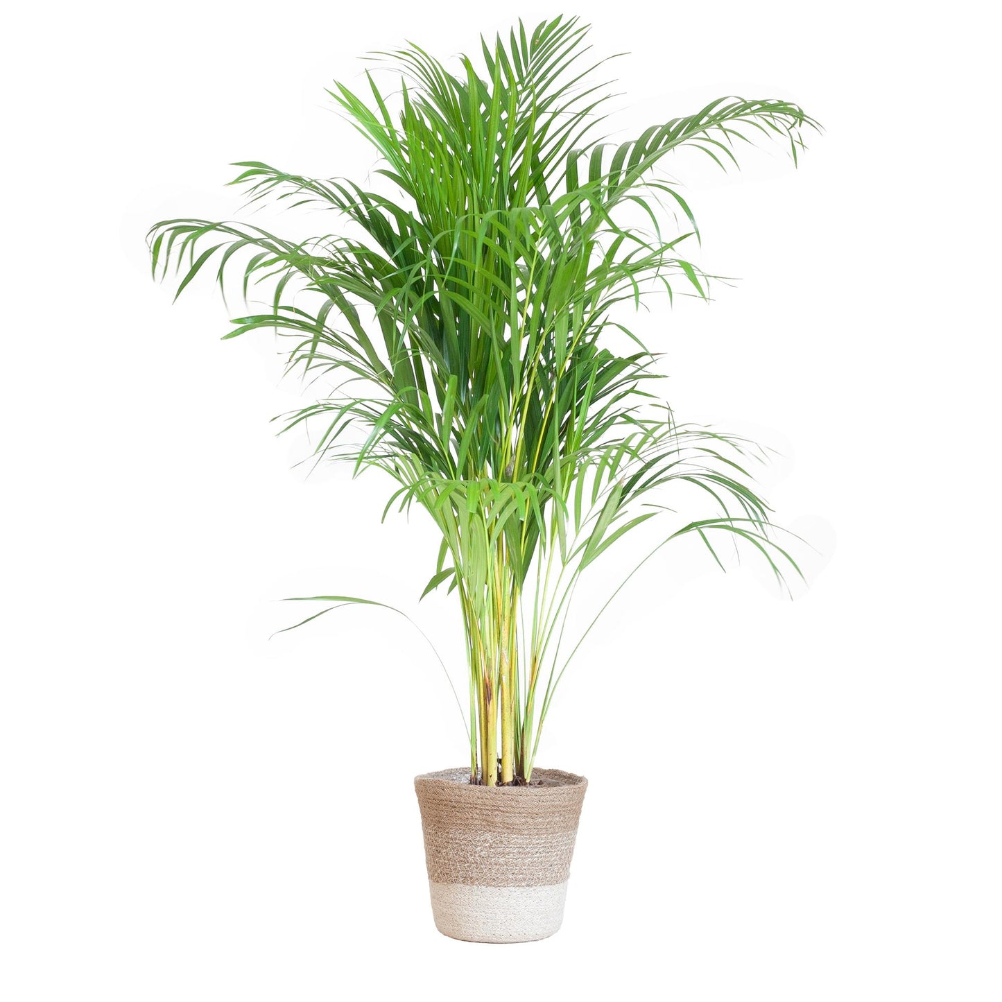 Areca Palme (Dypsis) mit Lissabon-Korb Weiß - 100cm - Ø21cm