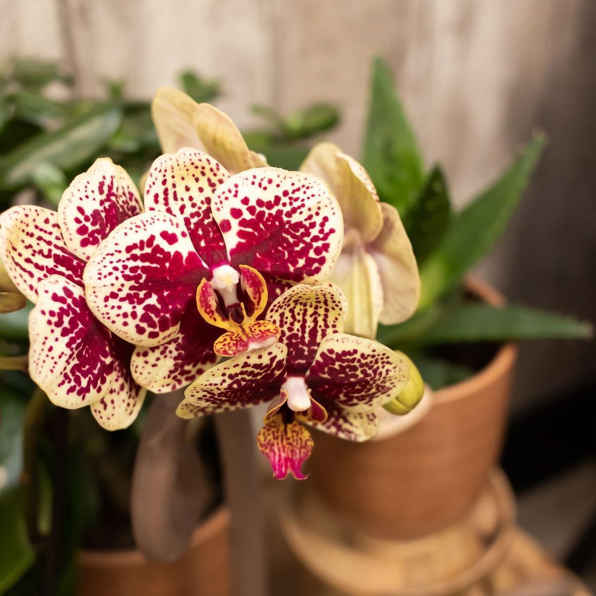 Kolibri Orchids | COMBI DEAL von 2 gelben roten Phalaenopsis-Orchideen - Spanien - Topfgröße Ø9cm | blühende Zimmerpflanze - frisch vom Züchter