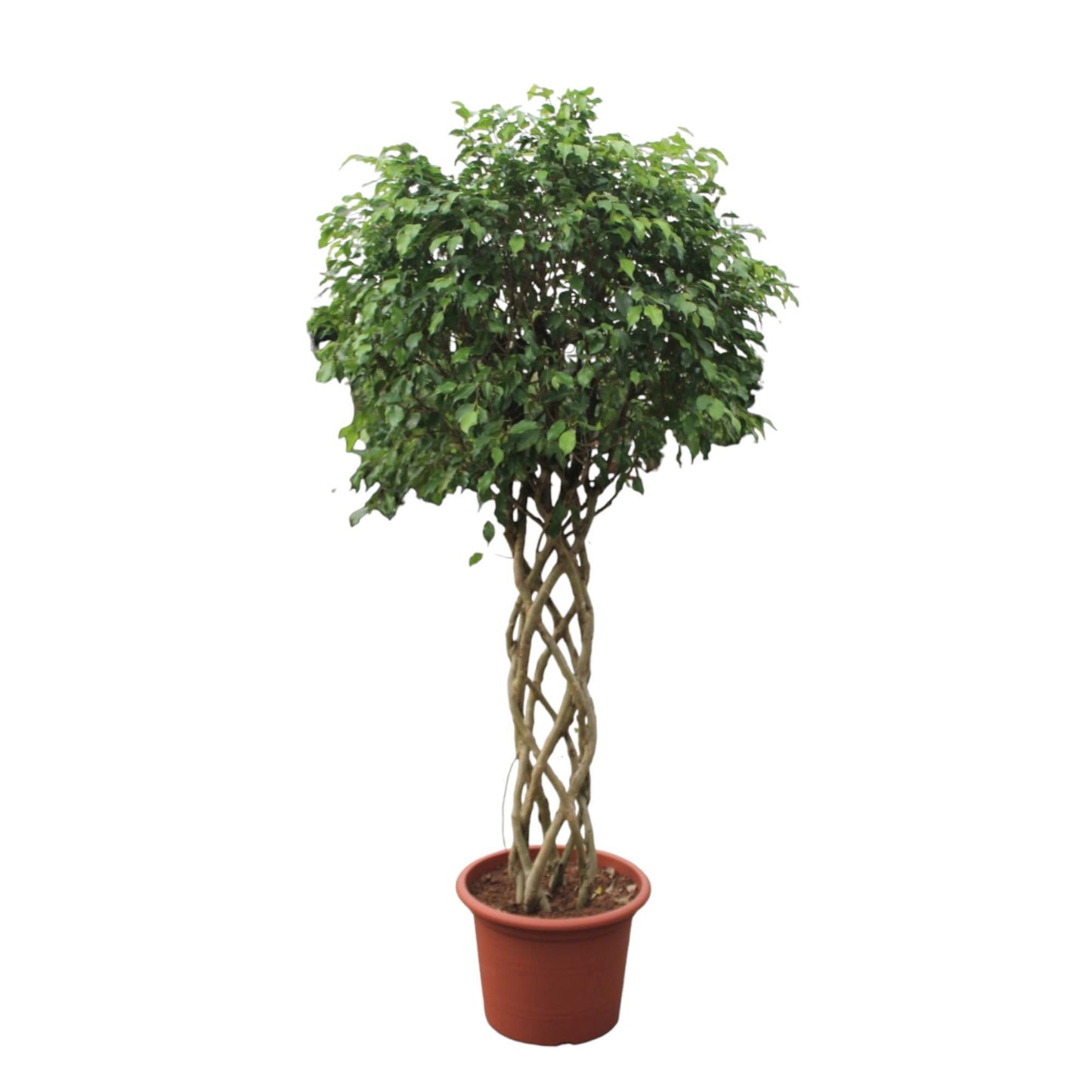 Ficus Benjamina Exotica mit Geflochtenem Stamm - 250 cm - Ø55 cm