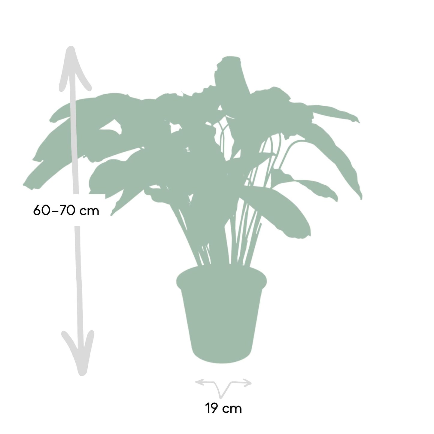 Calathea Flamestar - Pauwenplant - 75cm - Ø19