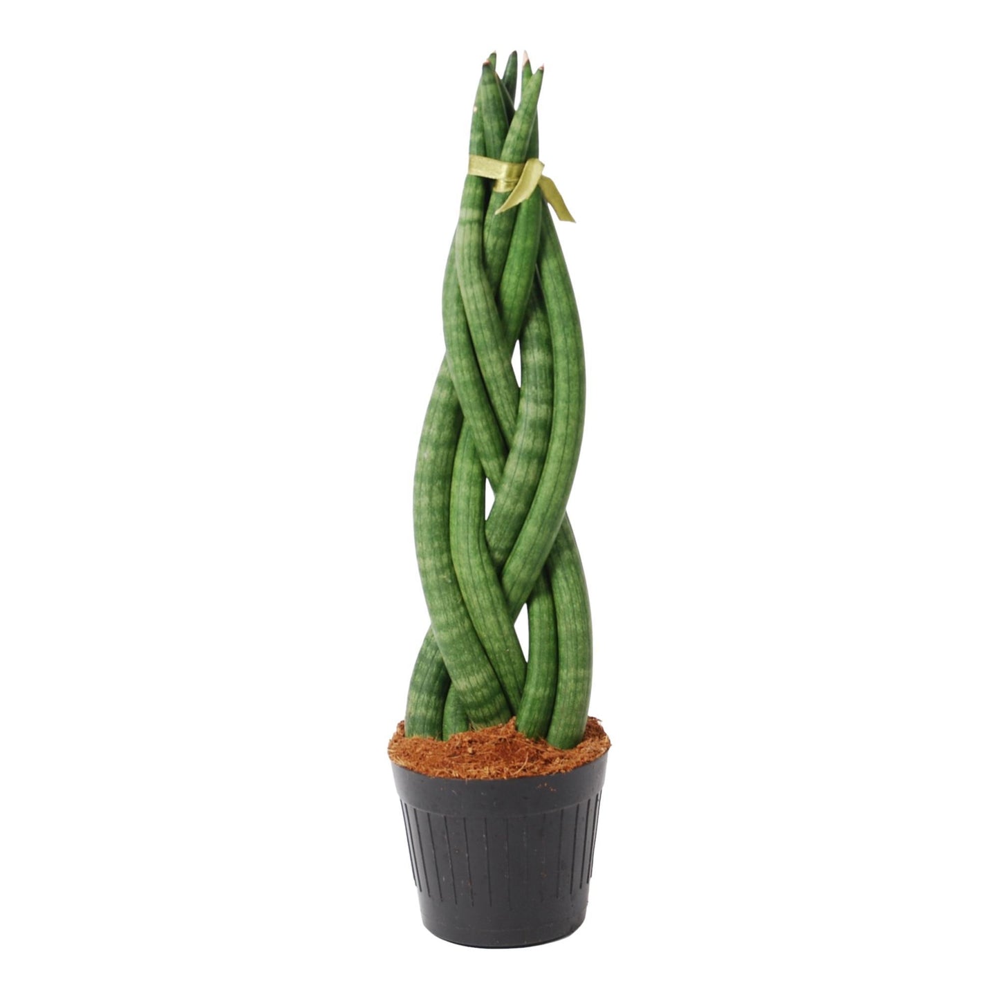 Sansevieria cylindrica 'Twist' - 40 cm - ø10,5