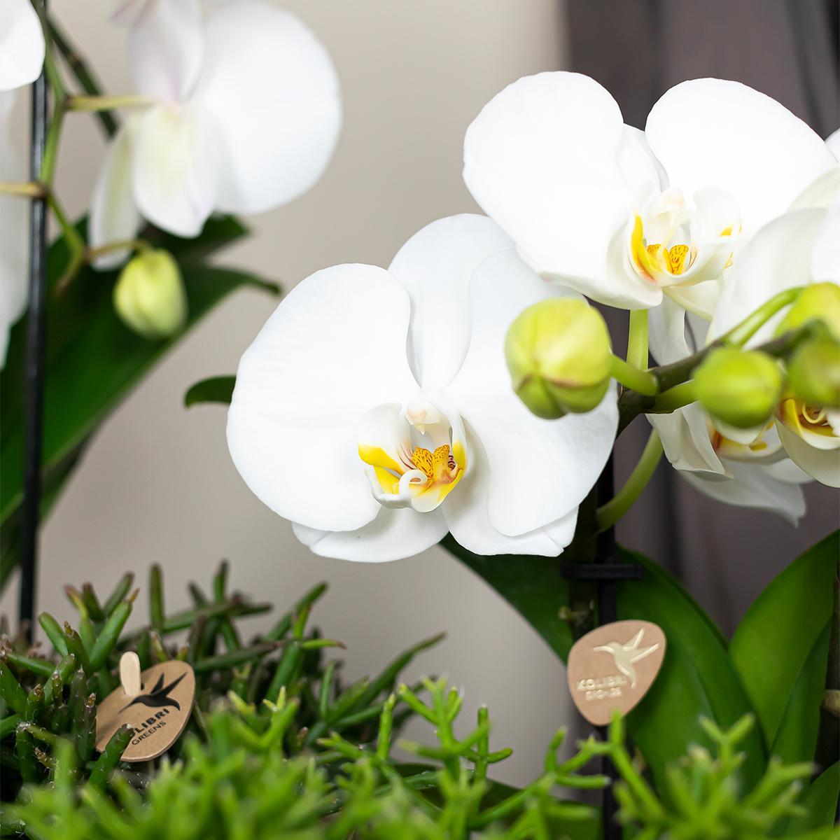 Weiße Phalaenopsis-Orchidee - Niagara Fall - Topfgröße Ø12cm | blühende Zimmerpflanze - frisch vom Züchter