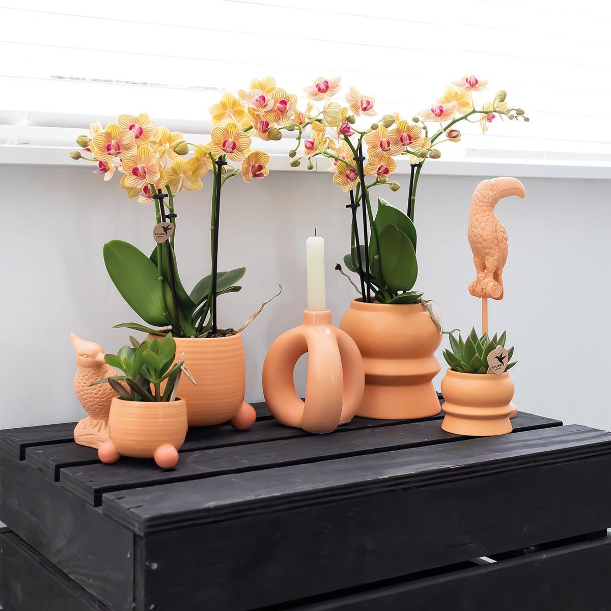 Kolibri Orchids | Orange Phalaenopsis orchid - Jamaica + Rolling dekorativer Topf Pfirsich - Topfgröße Ø9cm - 35cm hoch | blühende Zimmerpflanze im Blumentopf - frisch vom Züchter