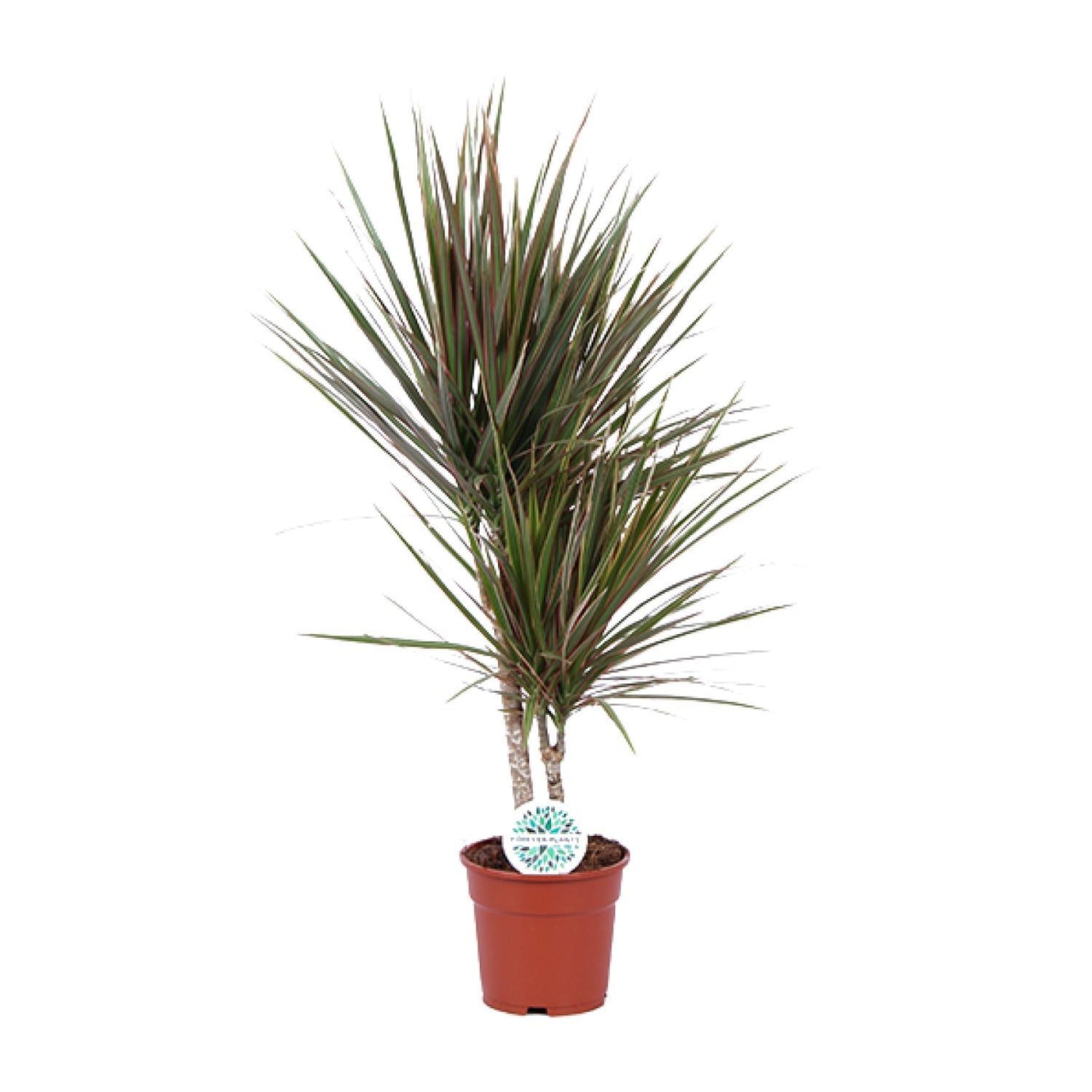 Dracaena Bicolor - Ø17cm - ↕75cm