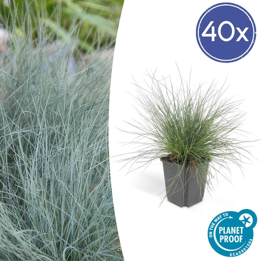 Festuca glauca 'Elijah Bleu' - ↕10-25cm - Ø9cm  - 40x