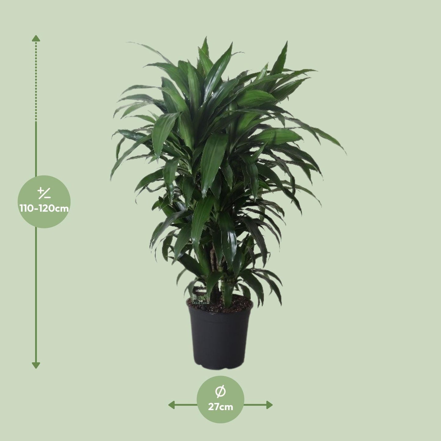 Dracaena Frag. Janet Craig - Ø27cm - ↕120cm