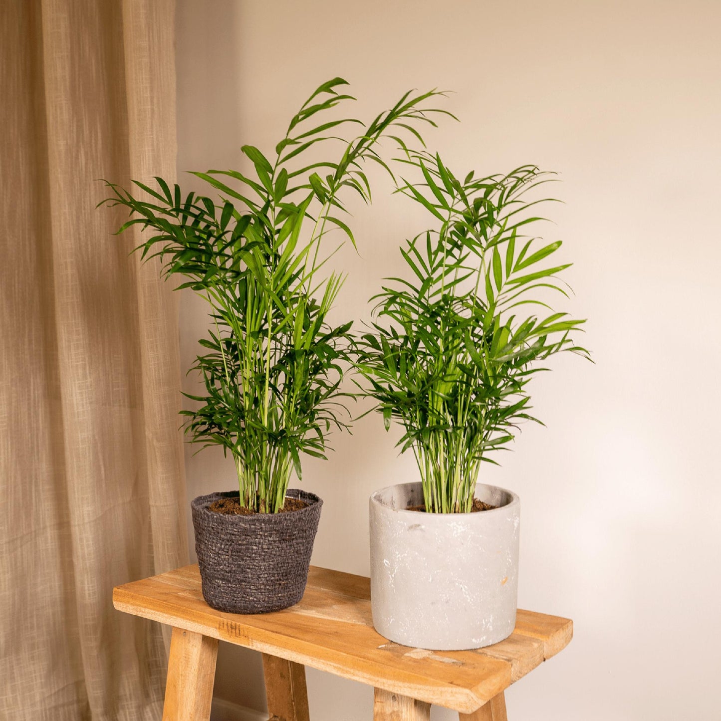 Chamaedorea Elegans (Mexikanische Bergpalme) - Set aus 2 Stück - 40 cm hoch - Topfgröße Ø12 cm - Pflegeleichte Zimmerpflanzen