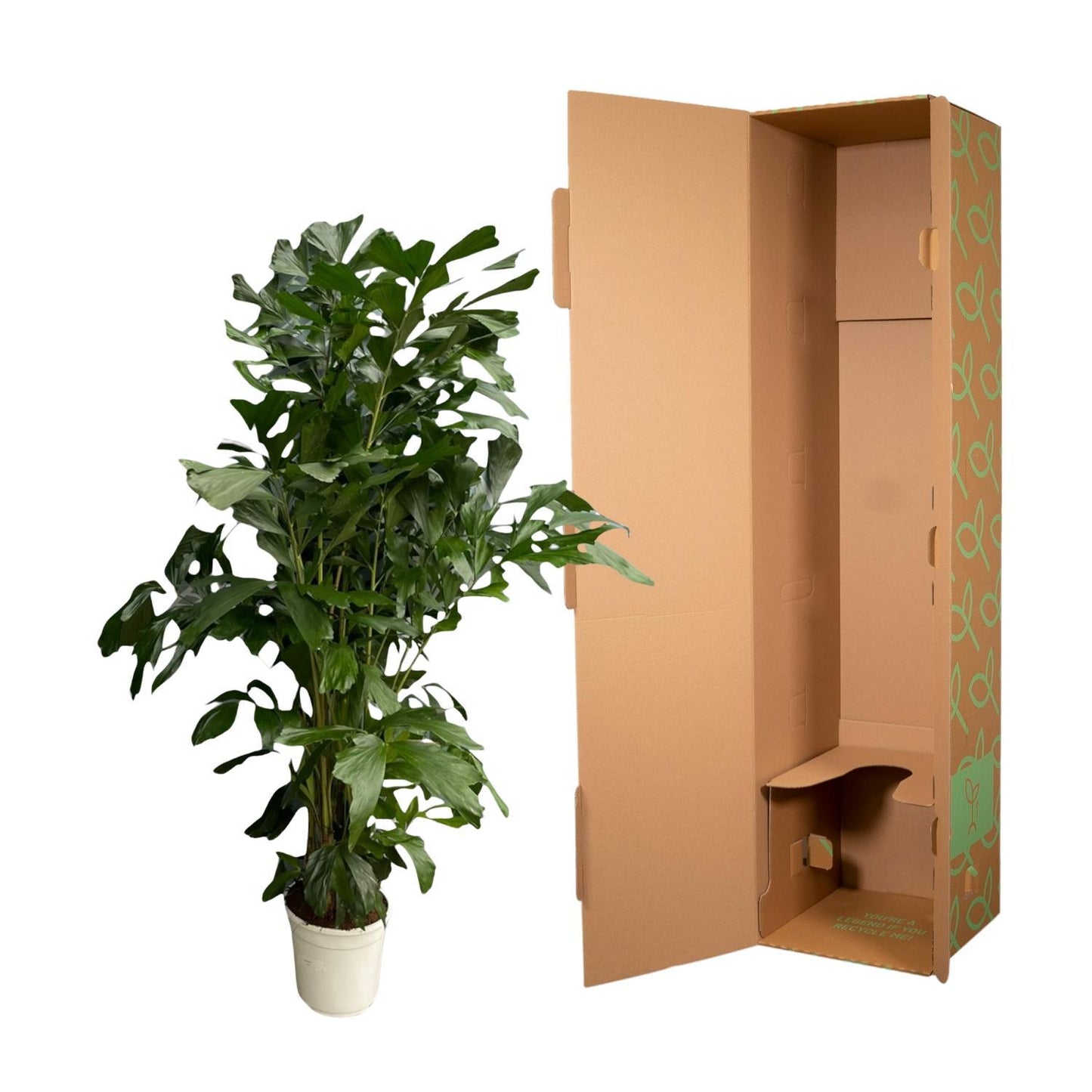 Caryota Mitis - 170 cm - Ø24 | Prächtige Tropenpalme für Exklusives Flair