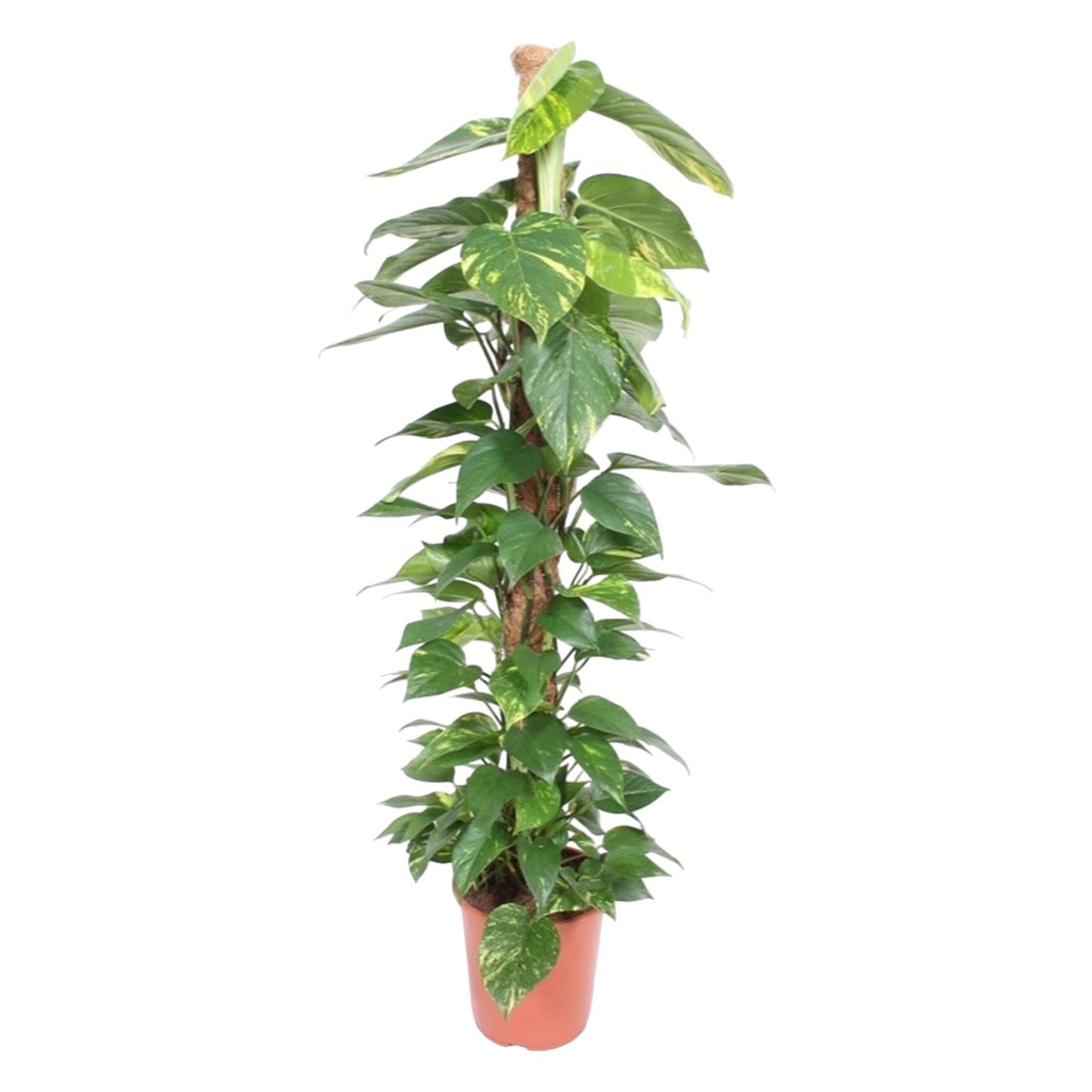 Epipremnum Aureum - 150 cm - ø27