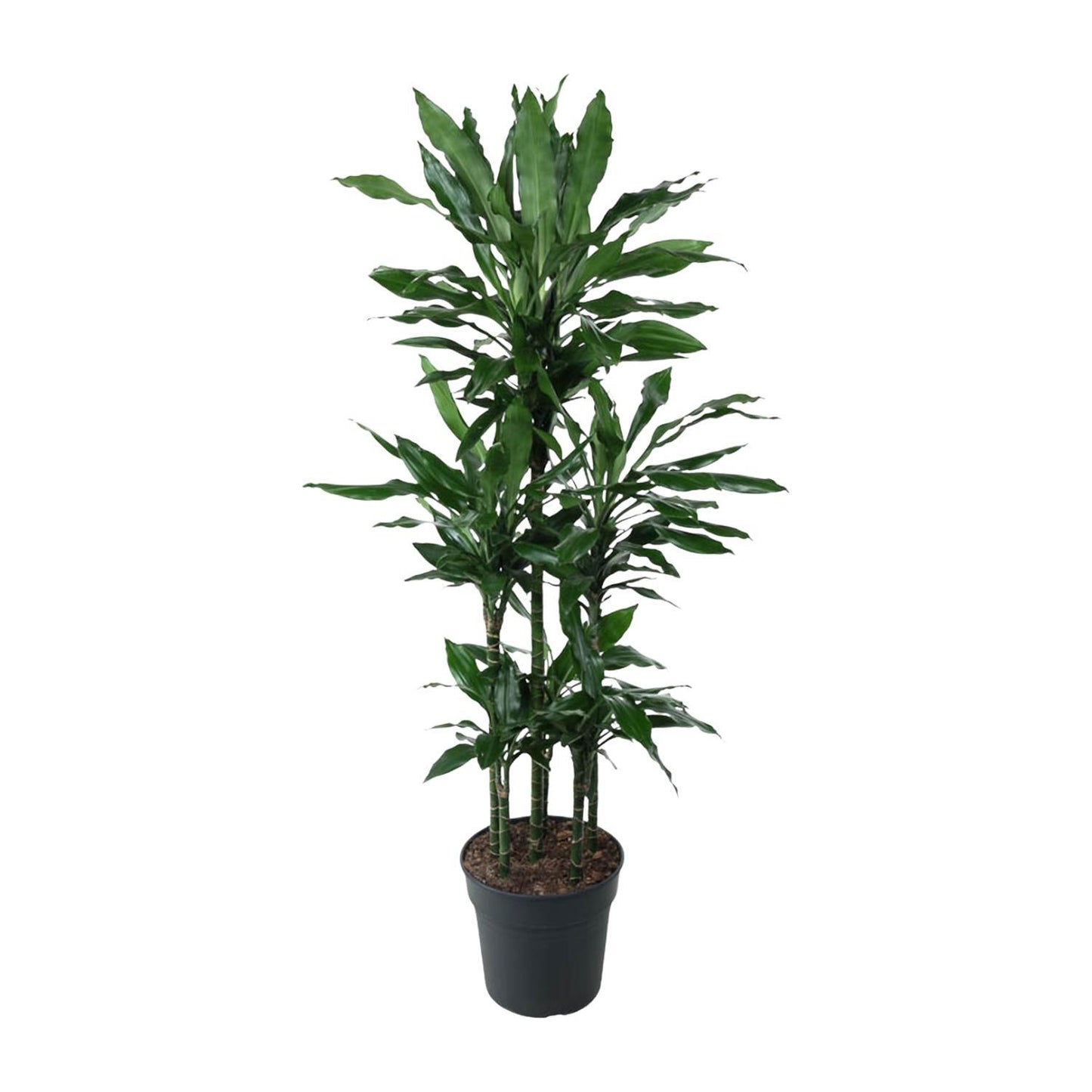 Dracaena Janet Lind Carrousel - 140 cm - ø31