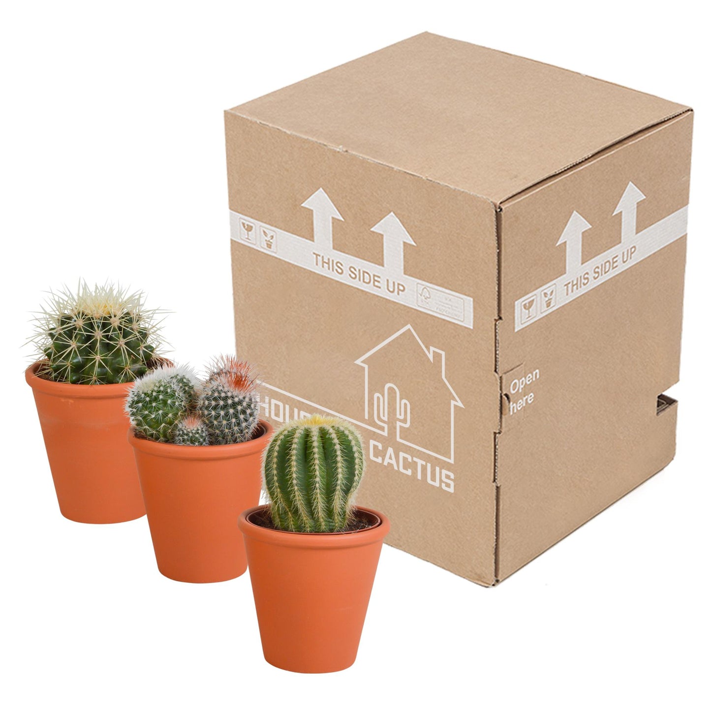 Bolcactus-Mischung - 8,5 cm - im Terracotta Topf