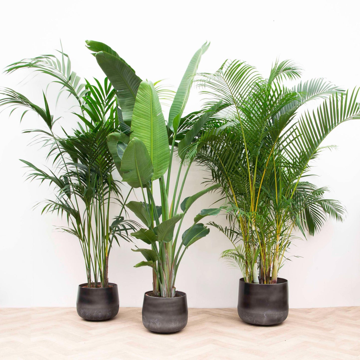 Combi deal XXL - Kentia 200 cm, Strelitzia Nicolai 225 cm, Areca 200 cm