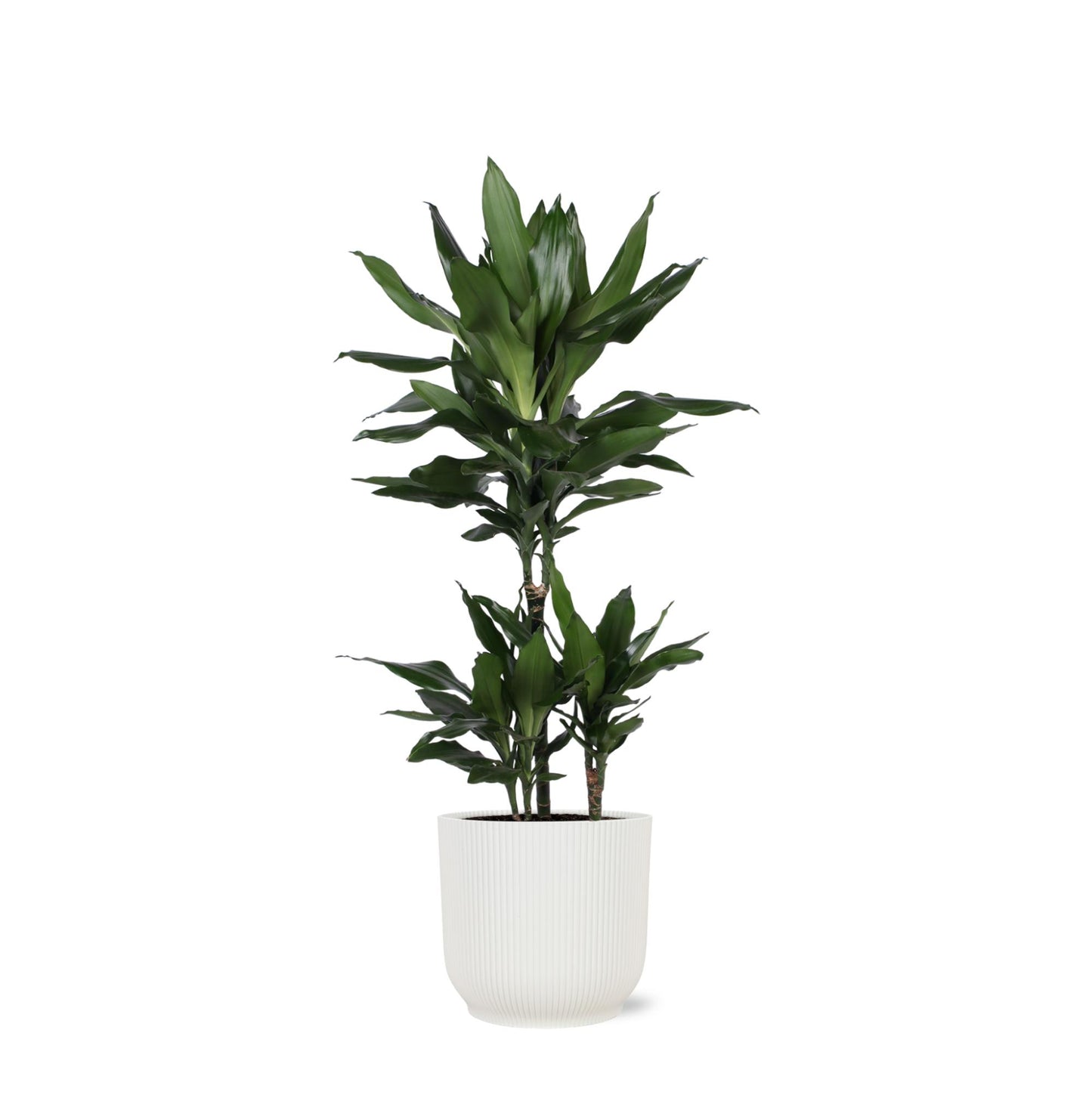 Dracaena Janet Lind Ø21cm - ↕90cm  in Vibes WIT Topf