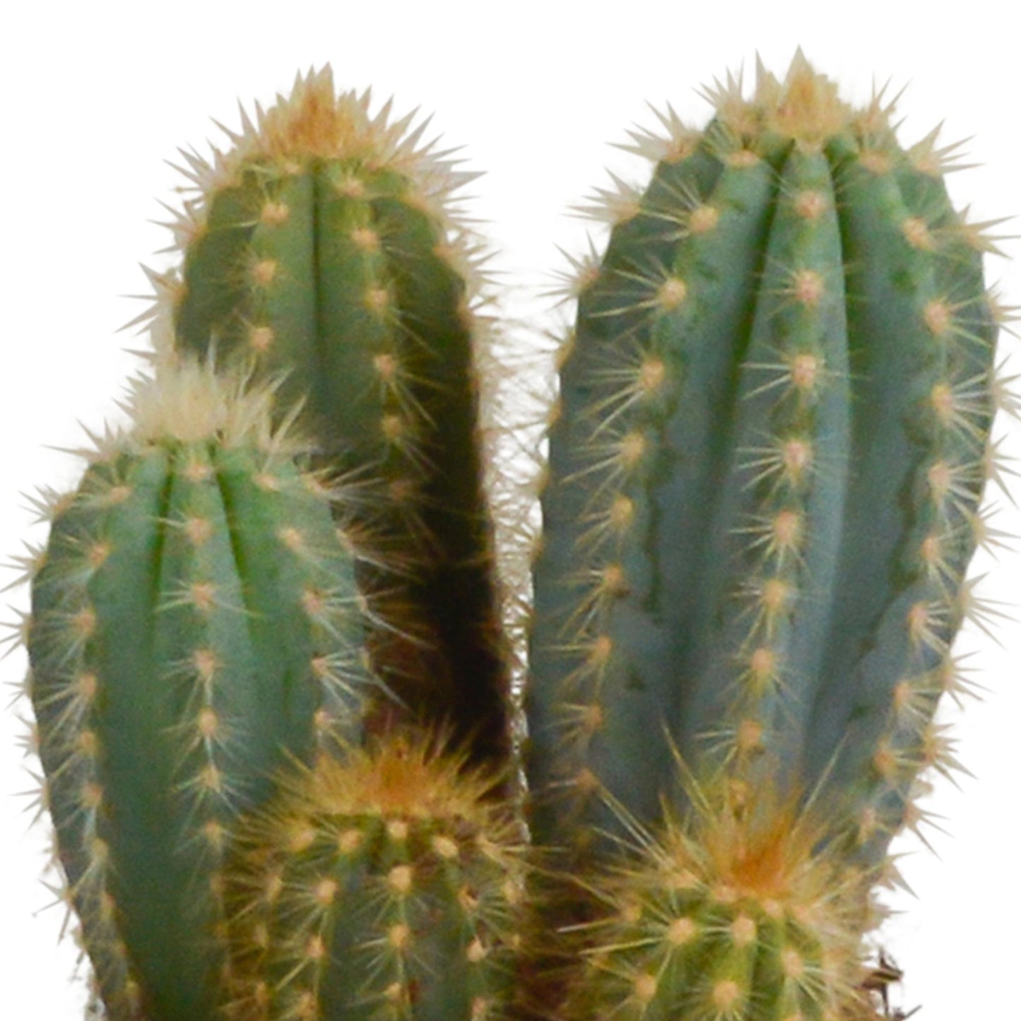 Cereus-Mischung 10,5 cm - 3x - im weißen Topf