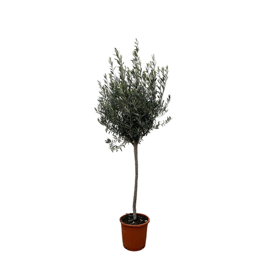 Olea europaea am Stiel – Olivenbaum im eleganten Stieltopf (45 Liter)