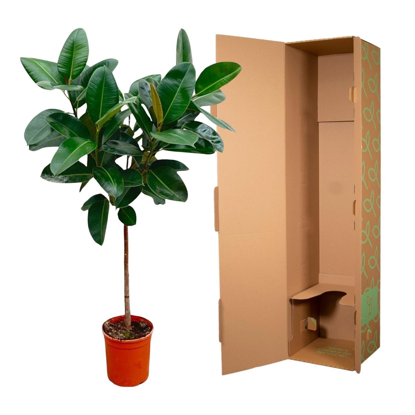 Ficus Elastica Robusta am Stamm - 130 cm - ø24