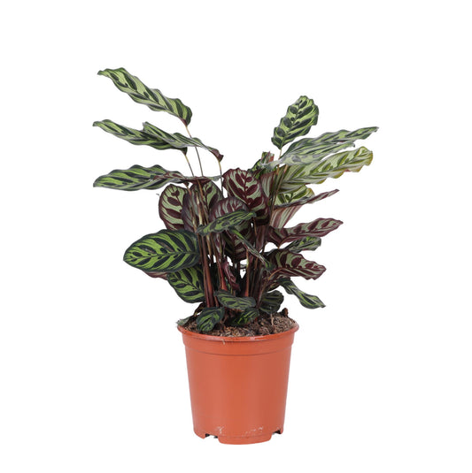 Calathea Makoyana XL | Majestätische Pfauenfeder-Pflanze | Exotische Zimmerschönheit | Ø21cm Topf, ↕70cm Höhe