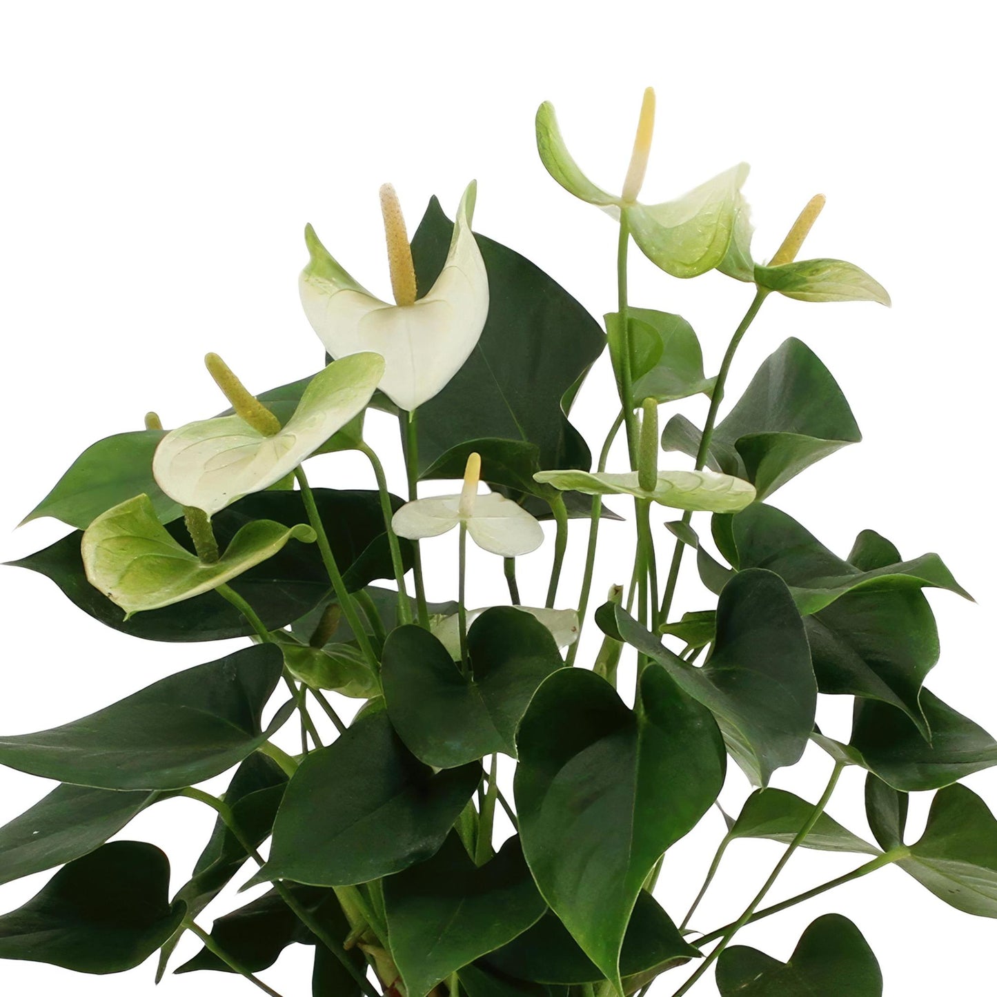 Anthurium Andreanum Namora mit PURE Zinktopf - 45 cm Höhe - Ø12 cm