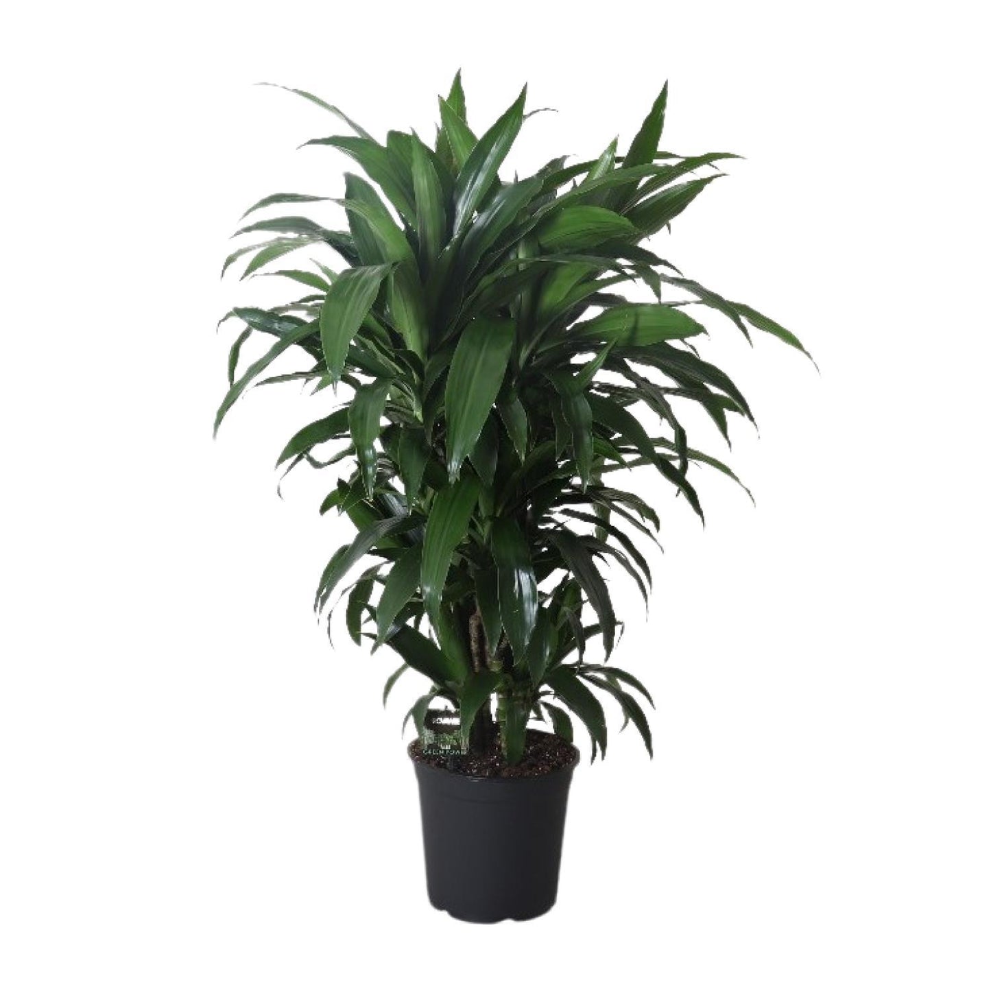 Dracaena Frag. Janet Craig - Ø27cm - ↕120cm