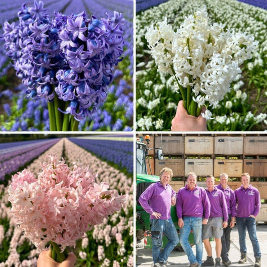 Flowerbulbs Amsterdam Hyacint Show Off - 30 Premium Hyazinthenzwiebeln, Größe 14/15