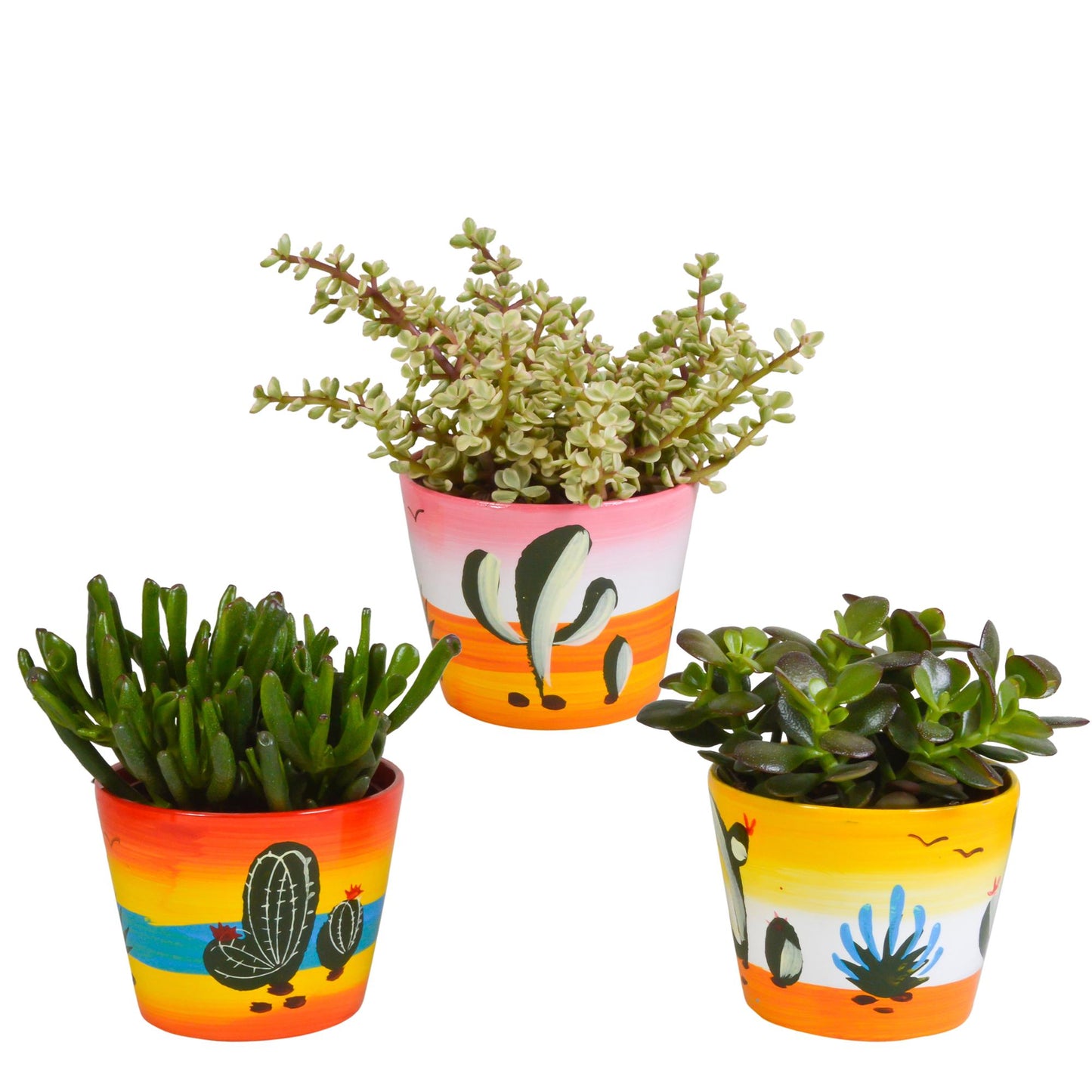 Crassula-Mischung 10,5 cm - 3x - im Mexicanischen Topf