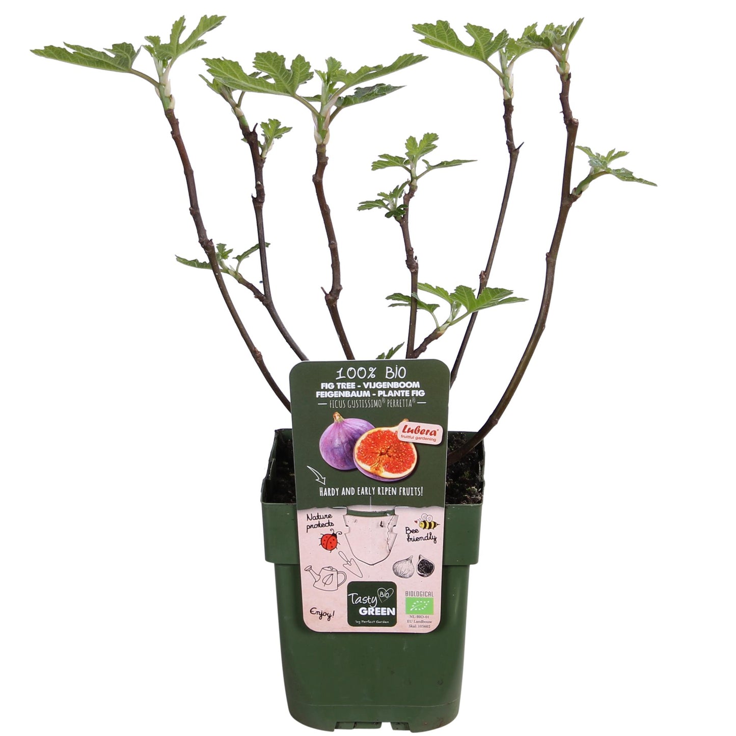 Ficus Gustissimo Perretta - Ø13 - ↨45cm