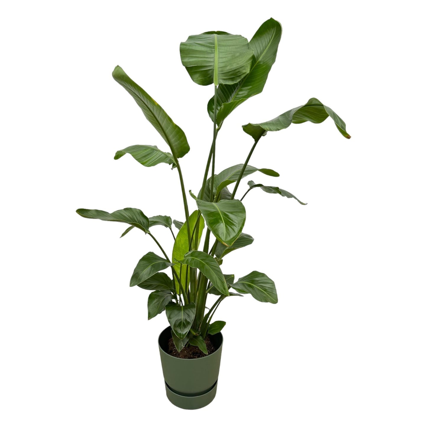 Strelitzia Nicolai inclusief elho Greenville Round groen - 160cm - Ø30