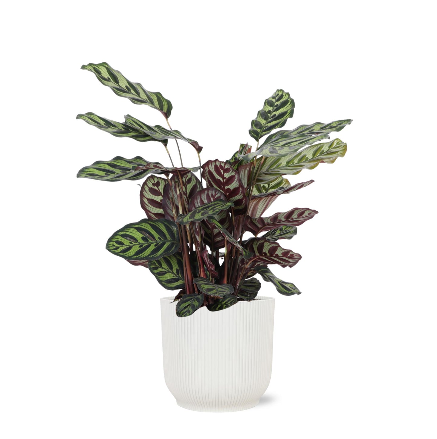 Calathea Makoyana Ø21cm - ↕70cm im Vibes WIT Topf