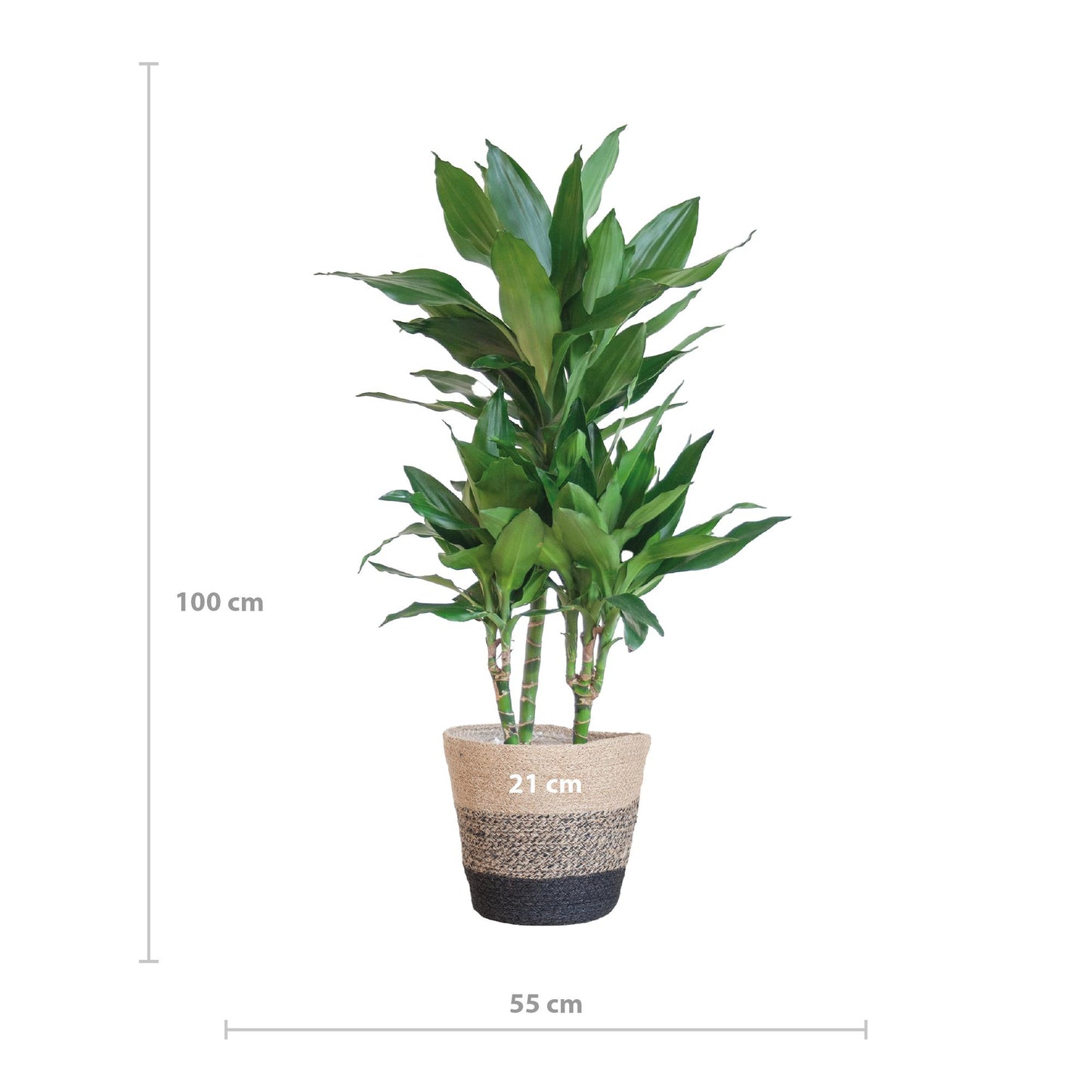 Dracaena  Janet Lindt mit Pflanzkorb Lissabon Schwarz - 95cm - Ø21