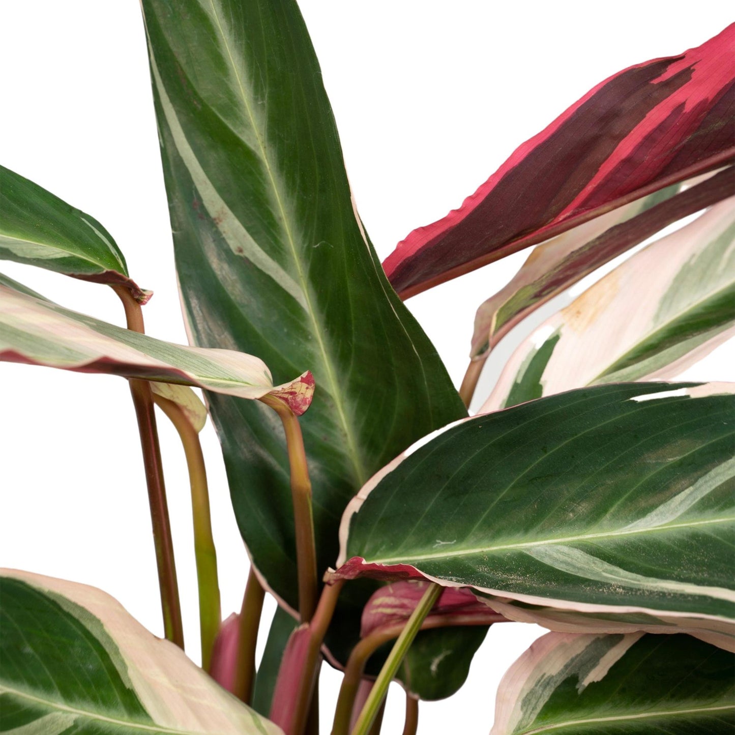 Calathea Triostar - 70cm - Ø19