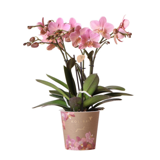 Altrosa Phalaenopsis Orchidee - Jewel Treviso - Topfgröße Ø12cm | blühende Zimmerpflanze - frisch vom Züchter