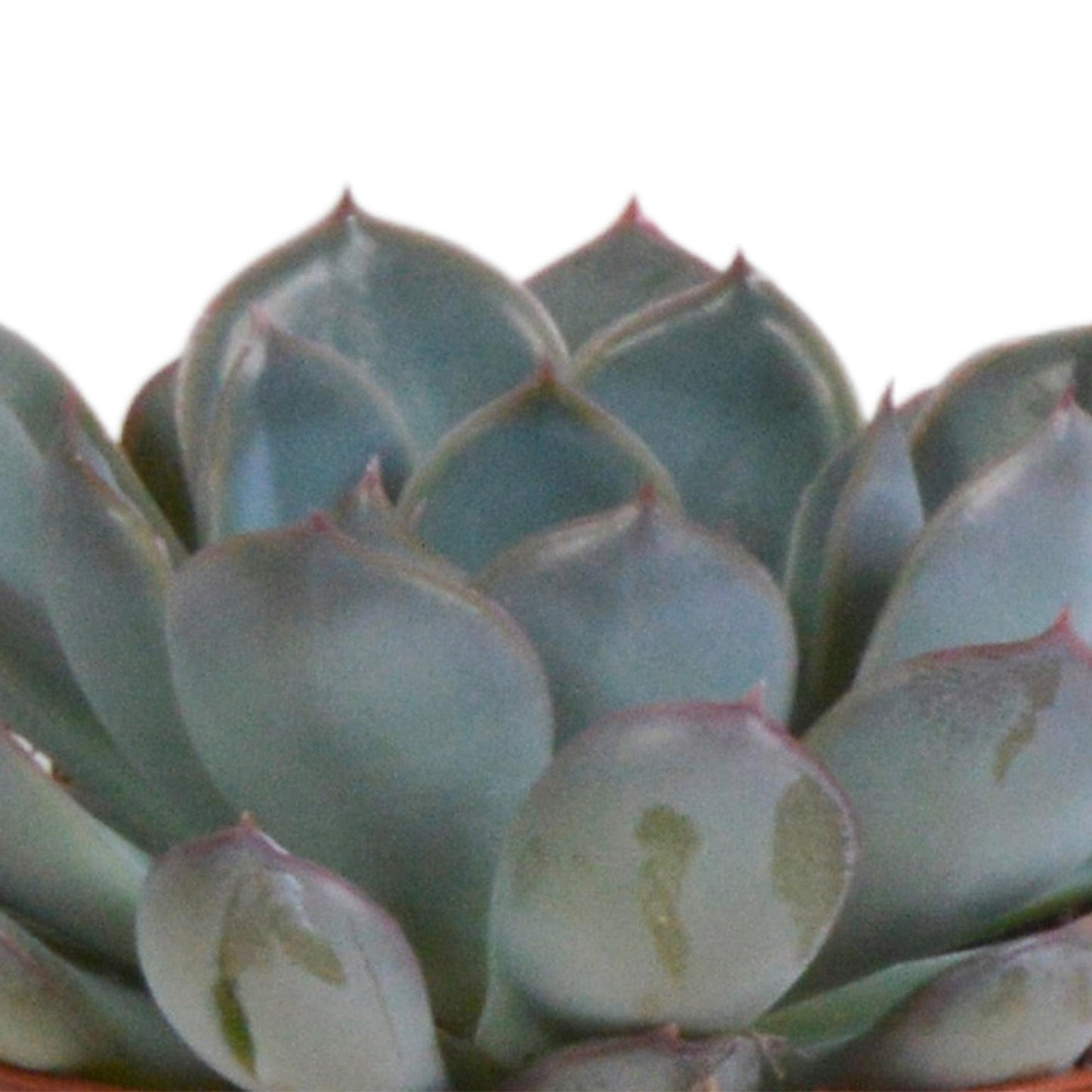 Echeveria-Mischung 8,5 cm - 3x - in Terracotta Topf