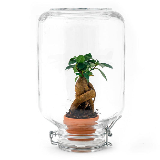 Easyplant - Ficus Ginseng bonsai