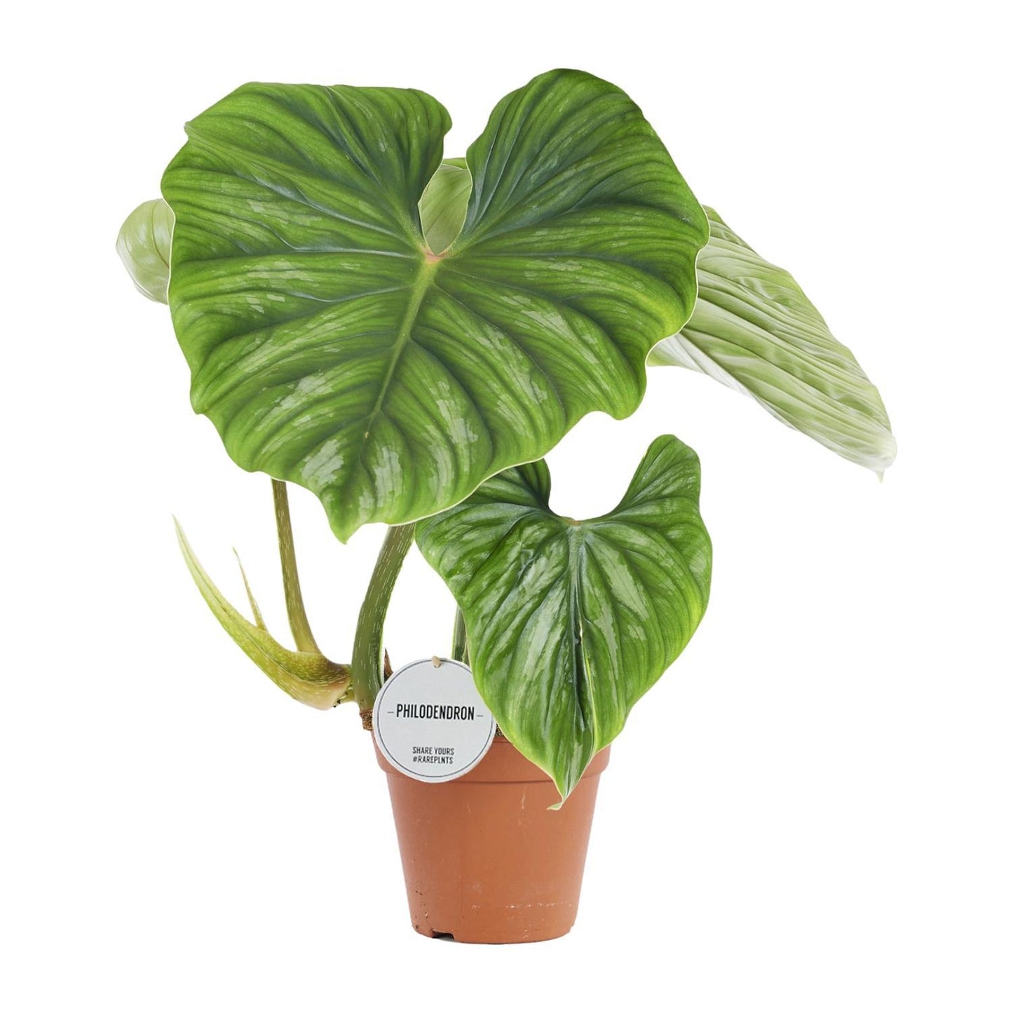 Philodendron Plowmanii – Prächtiger Kletterphilodendron für stilvolle Innenräume (Ø 15 cm, Höhe 50 cm)