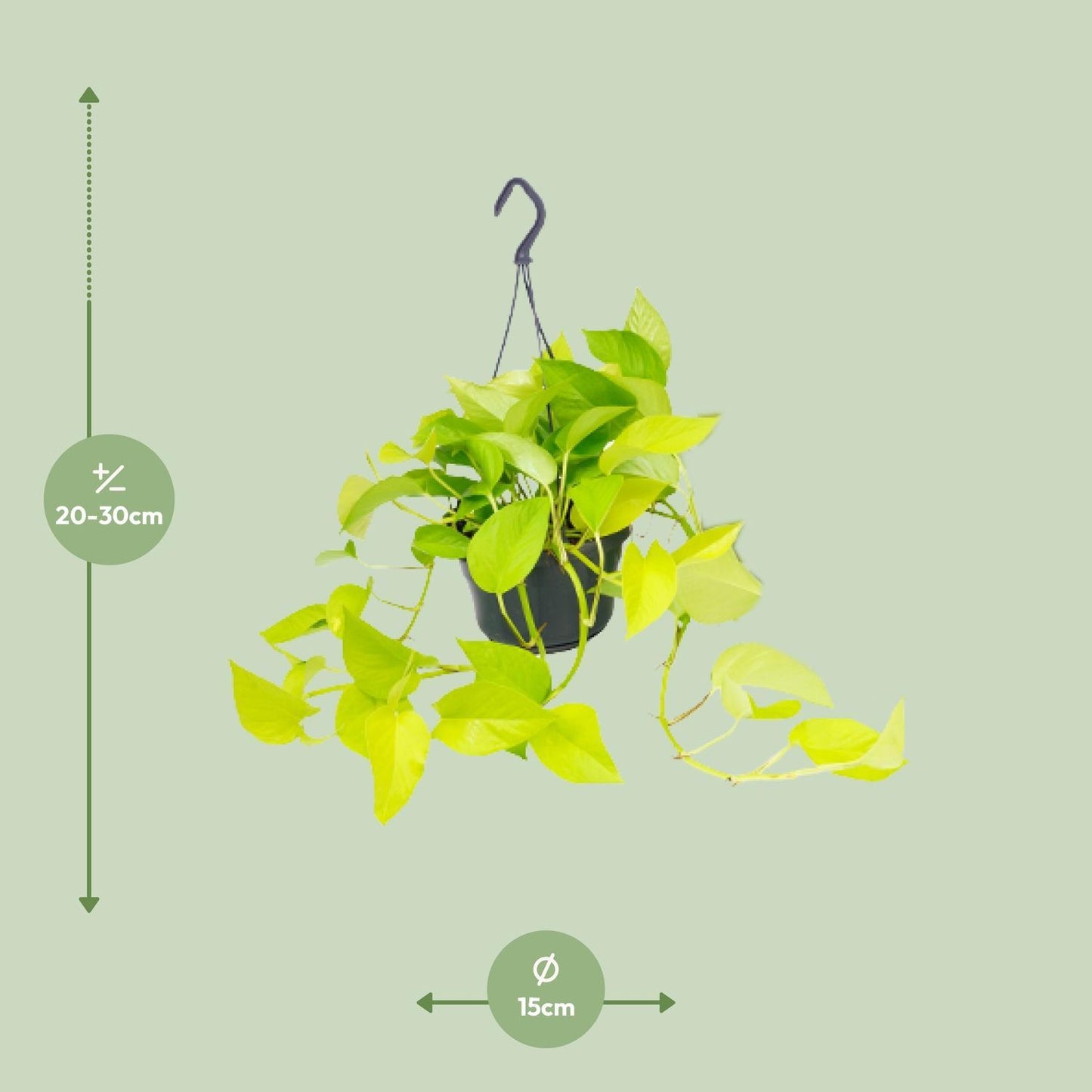 Epipremnum Golden Pothos - Ø15 - ↨25cm