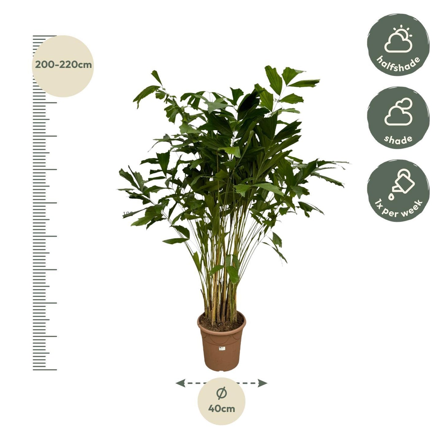 Caryota Mitis - 210 cm - Ø40cm | Majestätische Tropenpalme für Exklusive Akzente