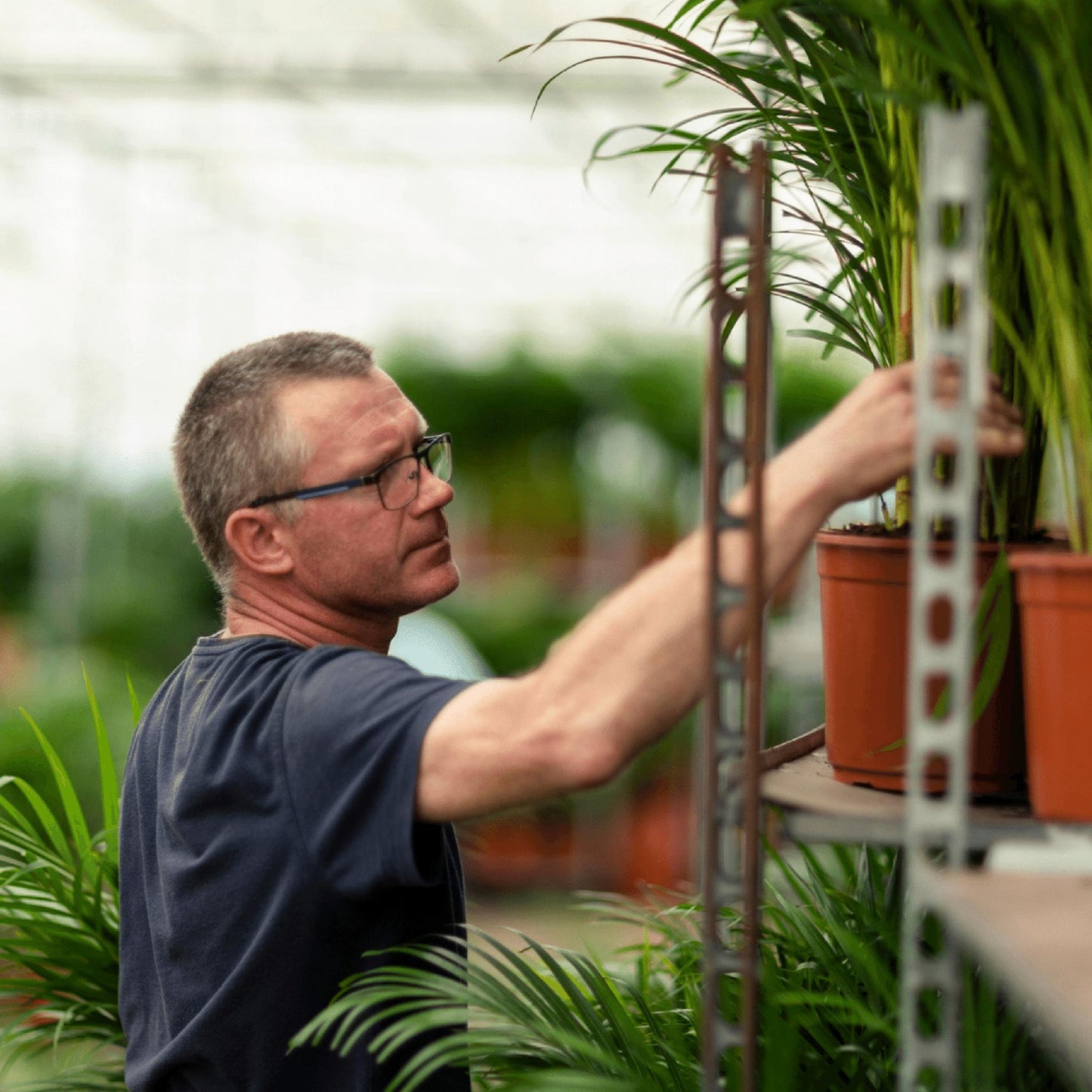 Areca-Palme - 85 cm hoch - Topfgröße Ø19 cm - Exotische Zimmerpflanze für tropisches Flair