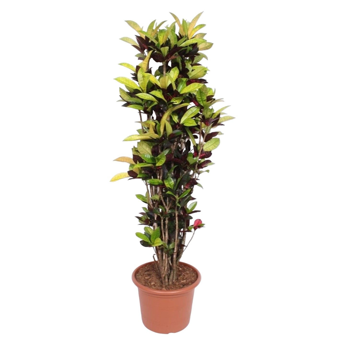 Codiaeum Iceton (Croton Iceton) - 190 cm - Ø45 cm | Prächtige Zimmerpflanze für Exotik und Eleganz