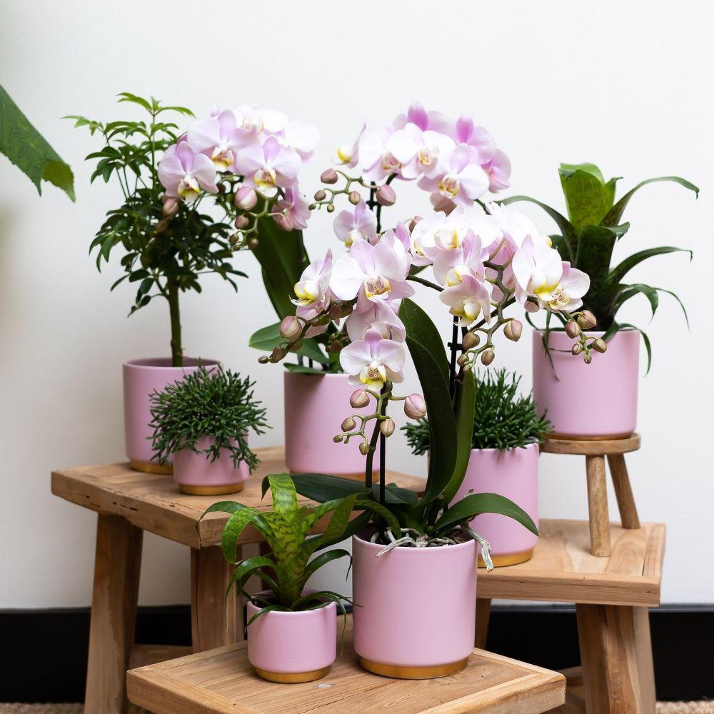 Komplettes Pflanzenset Goldfuß rosa | Grünes Pflanzenset mit rosa Phalaenopsis Orchidee und inkl. Keramik-Ziertöpfen und Zubehör